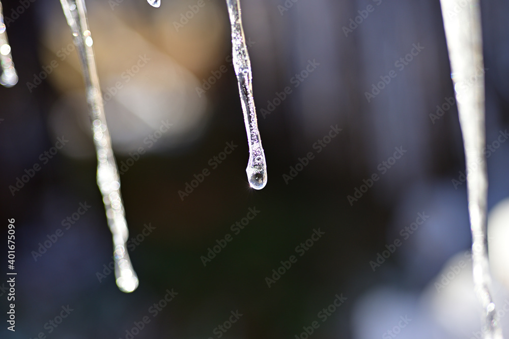 The ice-covered trees sparkled in the morning sunlight.