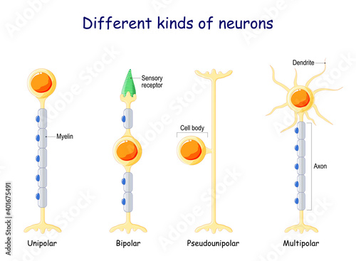 Different kinds of neurons. Neuron Types