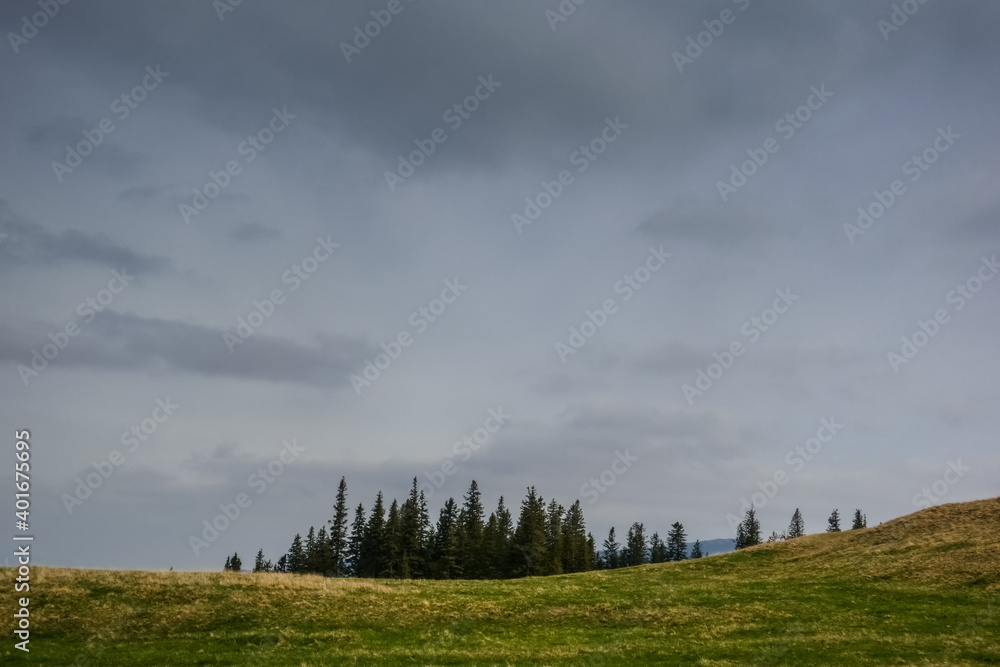 Fototapeta premium pine trees in a hilly green landscape