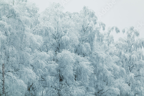 winter season frozen white trees © phpetrunina14