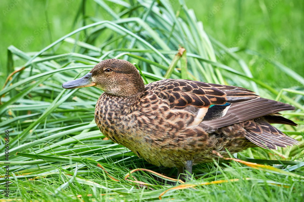 Mallard Female Closeup ( Anas platyrhynchos )	
