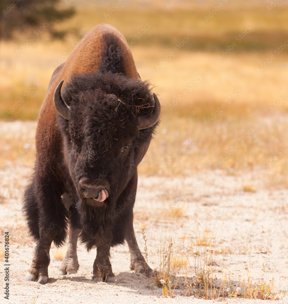 Fototapeta premium Bison with tongue up nose