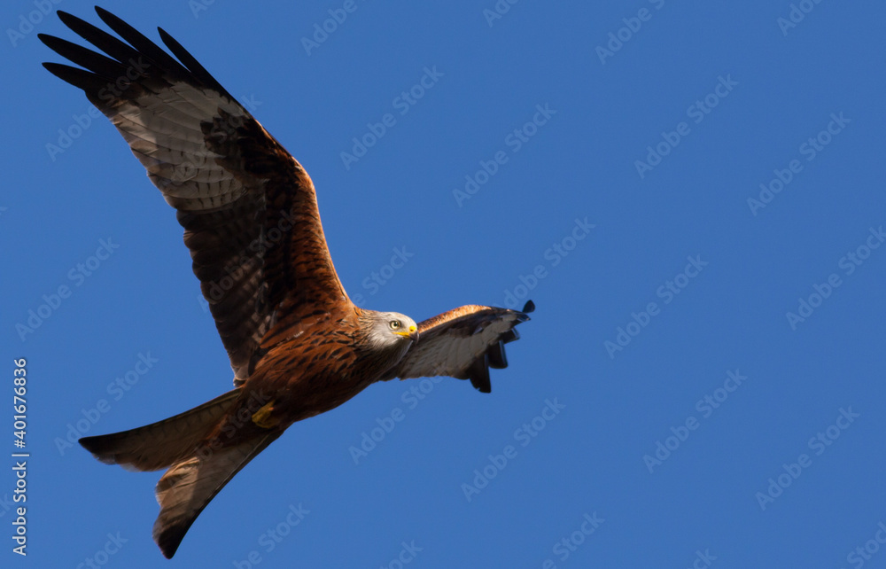 Obraz premium Red Kite in Flight