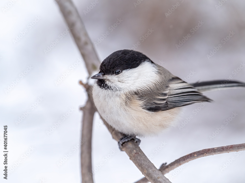 Cute bird the willow tit, song bird sitting on a branch without leaves in the winter. Cute bird the willow tit, song bird sitting on a branch without leaves in the winter.