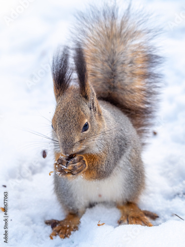 The squirrel sits on white snow with nut in winter. © Dmitrii Potashkin