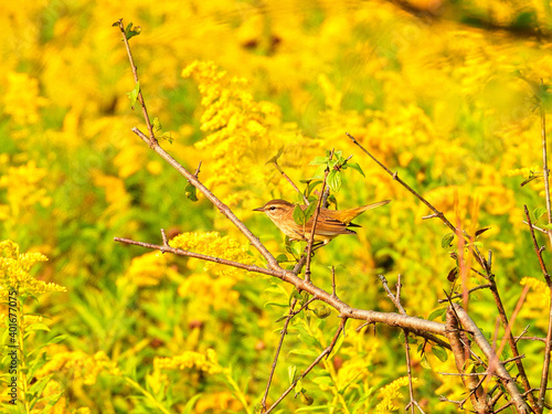 Common Yellowthroat Warbler Bird Perched on a Branch Near Goldenrod Wildflowers on a Summer in the Sunshine