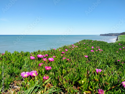 cliff with flowers facing the sea