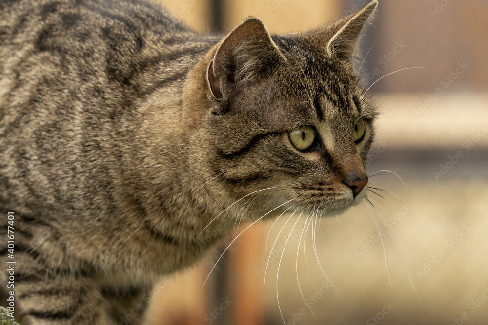 Kater blickt zielgerichtet nach vorne Kater blickt zielgerichtet nach vorne