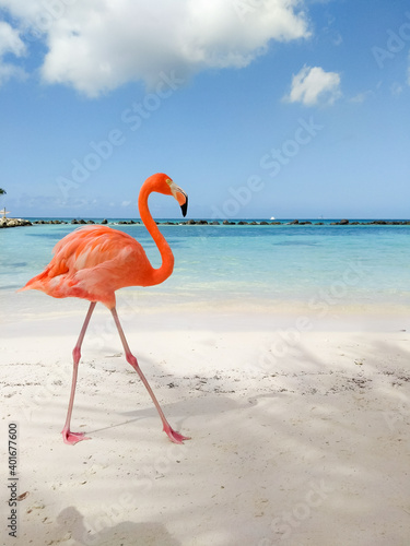 flamenco walking along the caribbean beach
