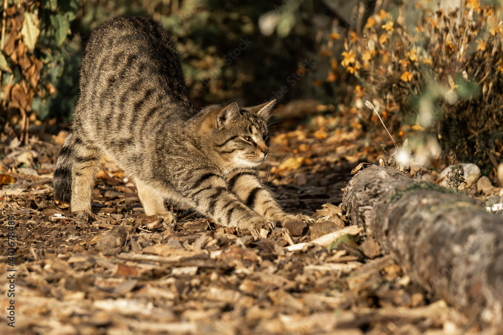 Kater streckt und reckt sich im Garten Kater streckt und reckt sich im Garten