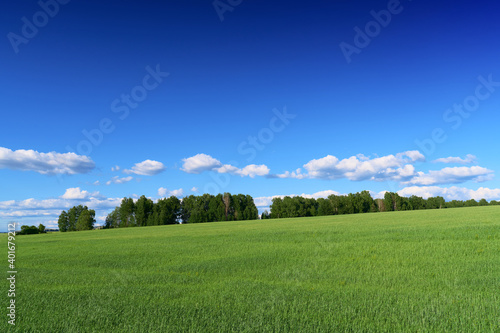 Gradient blue sky with clouds, a hillside with a strip of green trees. In the foreground is a green field of the new crop.