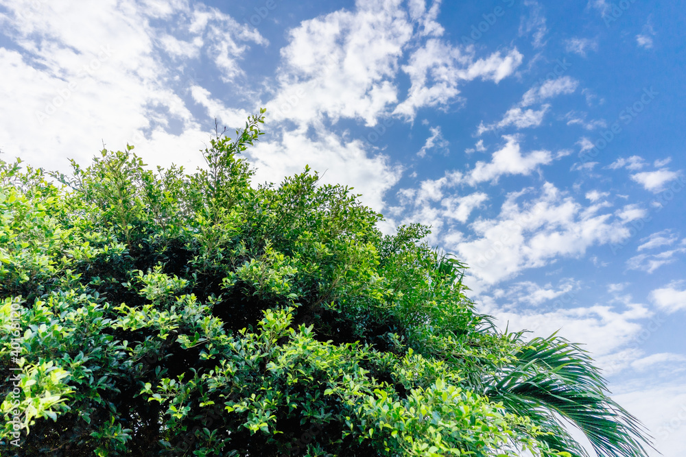 Obraz premium 石垣島の青空と植物