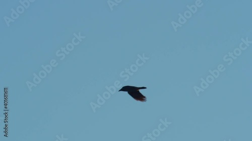 wildlife bird outdoor - raven in flight 2x slowmo