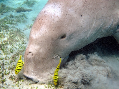 sea lion and diver