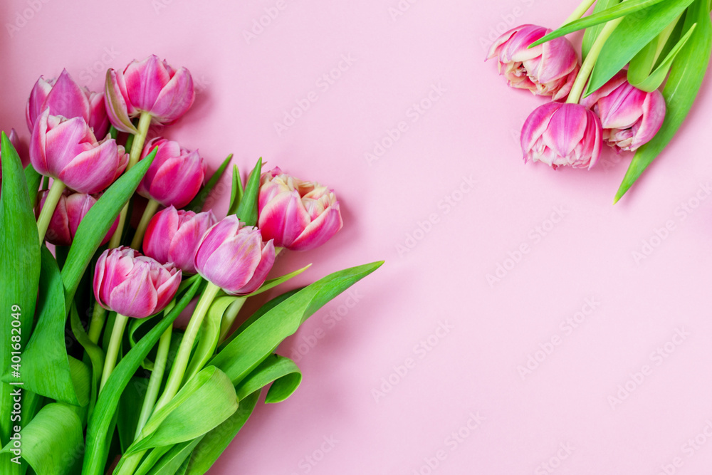 Pink tulips on a pink background. Flat lay, top view. Valentine background. Spring mood. Horizontal, copy space. Pink tulips on a pink background. Flat lay, top view. Valentine background. Spring mood. Horizontal, copy space.