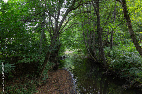 Small river in the wood