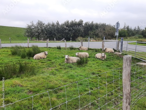 sheep on a farm