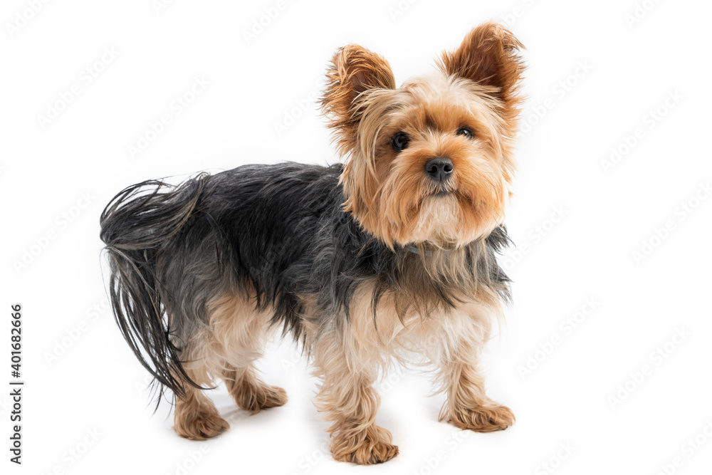 Cute yorkie terrier isolated on white Cute yorkie terrier isolated on white