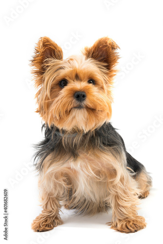 Cute yorkie terrier isolated on white