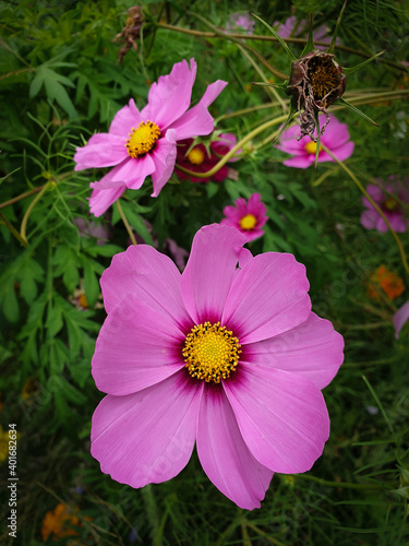 Closeup of pink Cosmos flowers