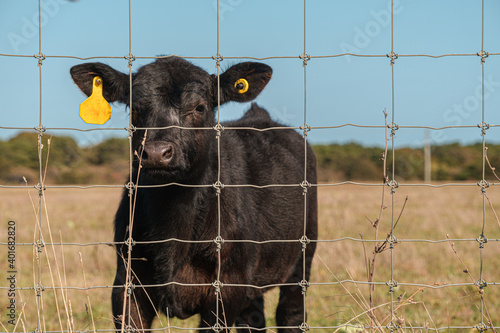 Close-up view of a juvenile cow with a yellow ear tag in a grassy field and behind a wire fence