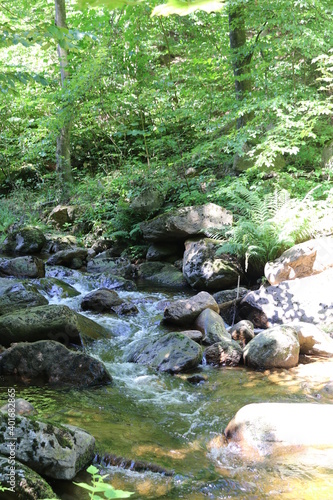 stream in the forest