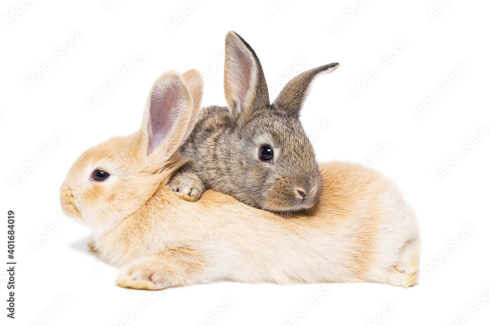 Obraz premium Two little rabbits isolated on a white background..