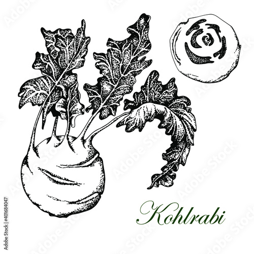 Kohlrabi. Kohlrabi stem with leaves. Black and white illustration. Hand drawing. Sketch