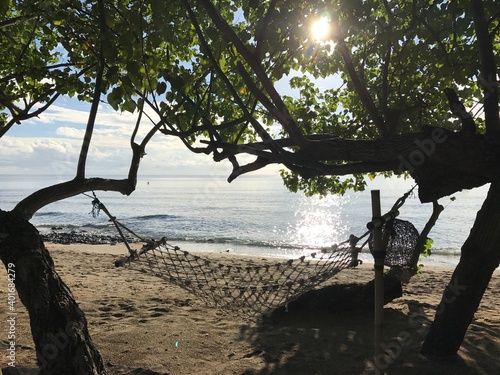 tree on the beach