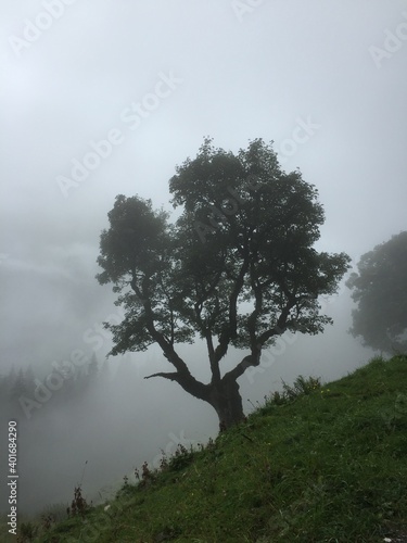 tree in fog