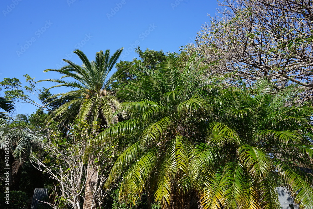 Group of Cycad Tree with Foliage Leaves in Blue Green Tone Color - ソテツ ヤシの木 種子島 Group of Cycad Tree with Foliage Leaves in Blue Green Tone Color - ソテツ ヤシの木 種子島