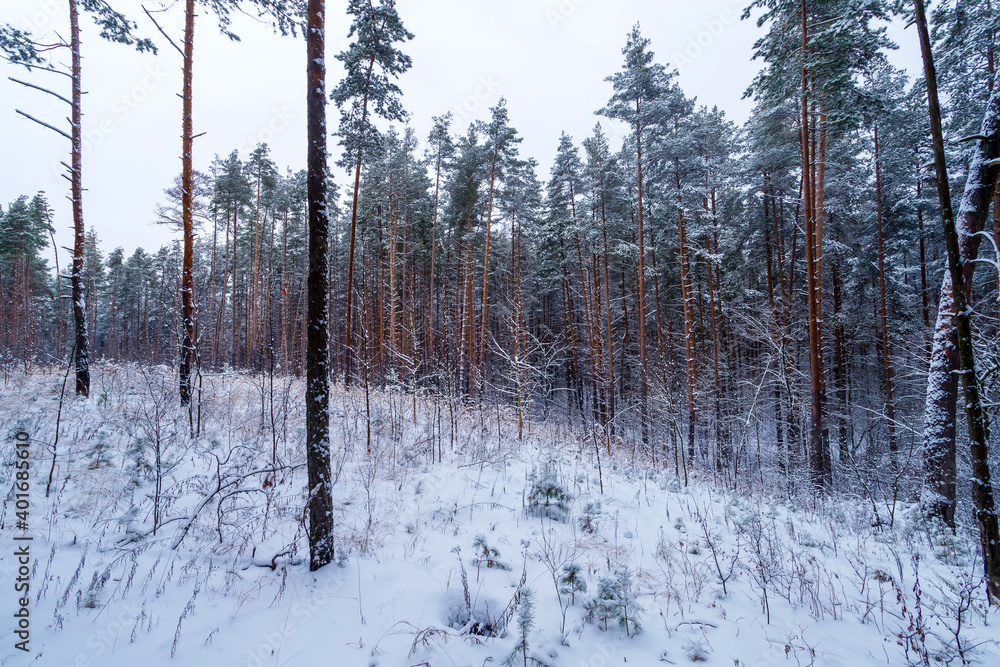 Winter forest with snow on pine trees and floor. Winter forest with snow on pine trees and floor.