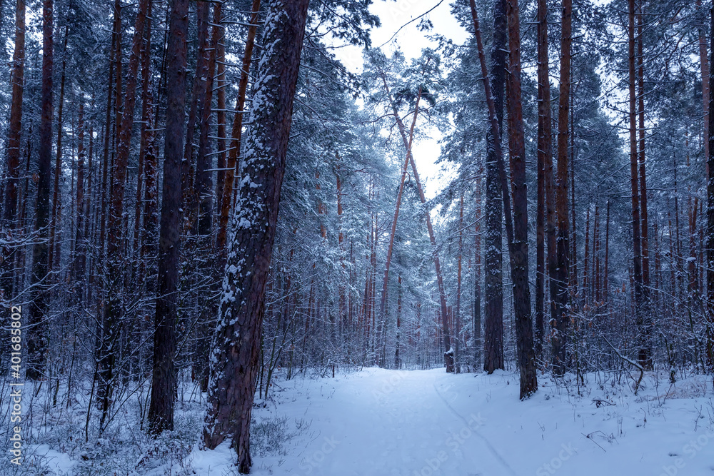 Winter forest with snow on pine trees and floor. Winter forest with snow on pine trees and floor.