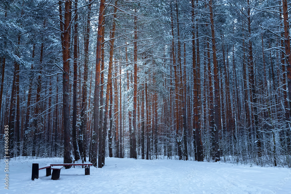 Winter forest with snow on pine trees and floor. Winter forest with snow on pine trees and floor.