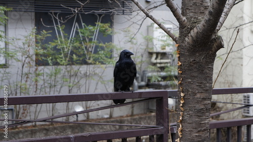 Crow on the fence