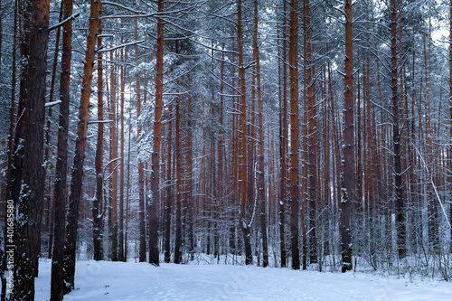 Winter forest with snow on pine trees and floor.