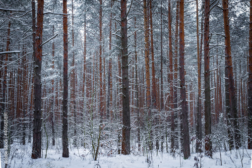 Winter forest with snow on pine trees and floor.