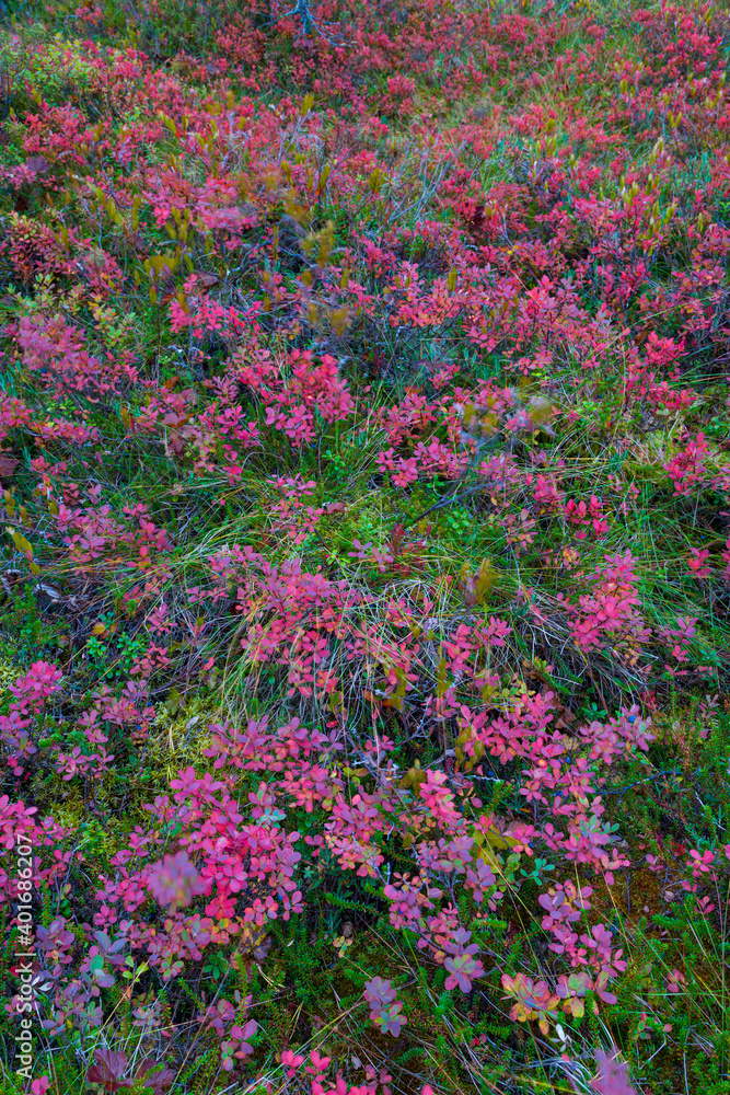 Colores de otoño. Bosque de Taiga. Finlandia.