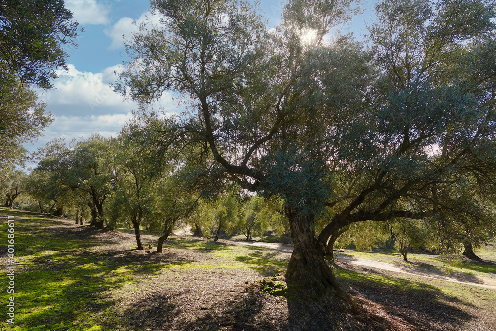 Large olive tree with rays of sun between its leaves in an Andalusian olive grove Large olive tree with rays of sun between its leaves in an Andalusian olive grove