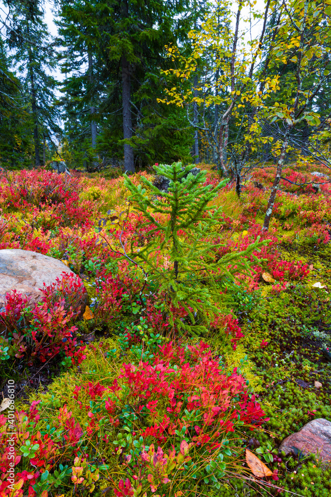 Autumn colors in the taiga and tundra of Finland, Europe