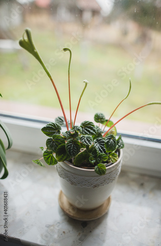 Peperomia Lilian plant close up photo