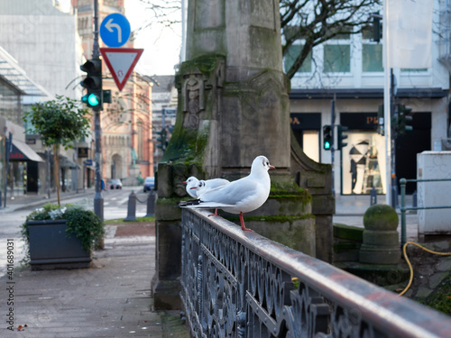 Selective focus and a morning winter view of a bird sitting on the railing of the Girardetbrücke bridge and the defocused background of the Konigsallee avenue in Düsseldorf, Germany. photo