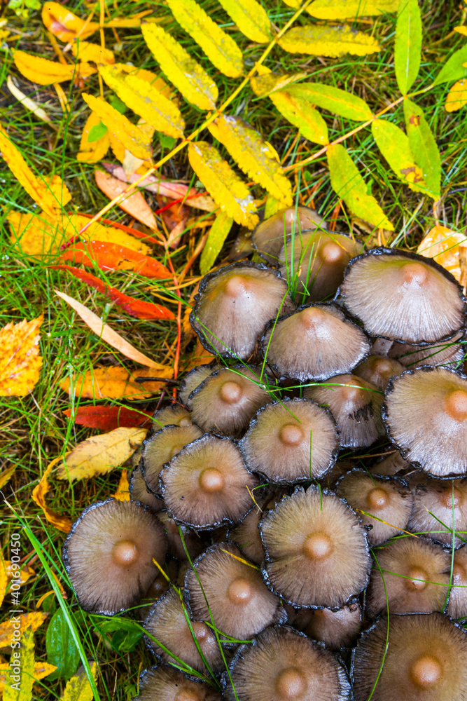 Autumn colors in the taiga and tundra of Finland, Europe Autumn colors in the taiga and tundra of Finland, Europe