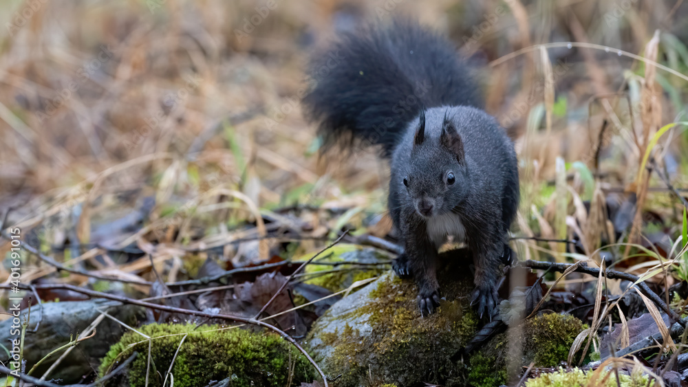 eichhörnchen, tier, natur, wild lebende tiere, nager, säugetier, rot eichhörnchen, tier, natur, wild lebende tiere, nager, säugetier, rot