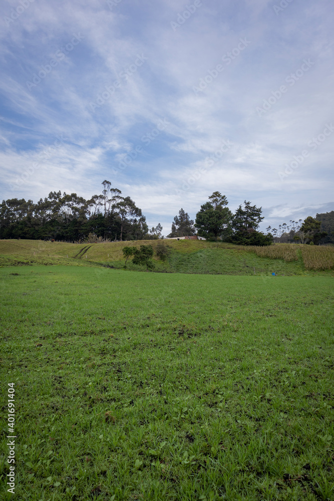 Landscape of a pasture crop for cows in Barragan Valle del Cauca Colombia