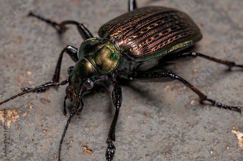 Adult Caterpillar hunter Beetle photo