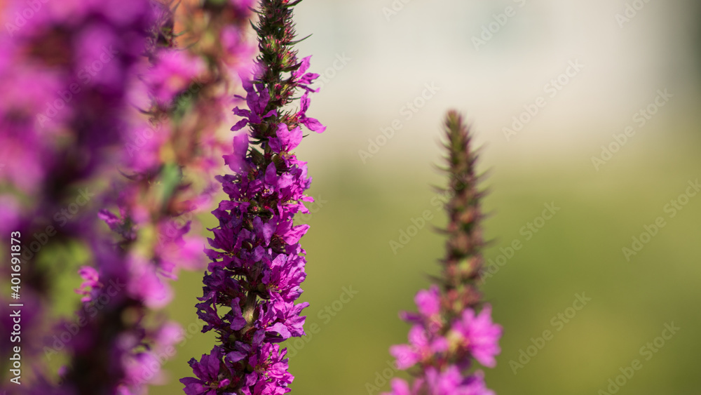 Persicaria amplexicaulis
