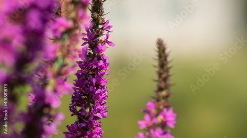 Persicaria amplexicaulis