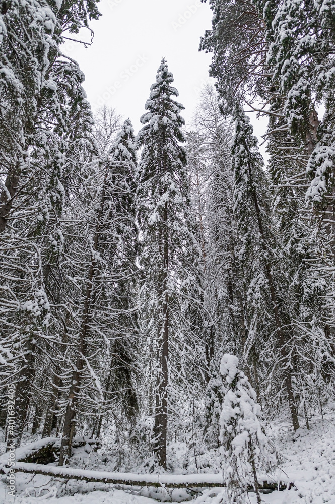 Fototapeta premium snow-covered winter spruce forest during the day