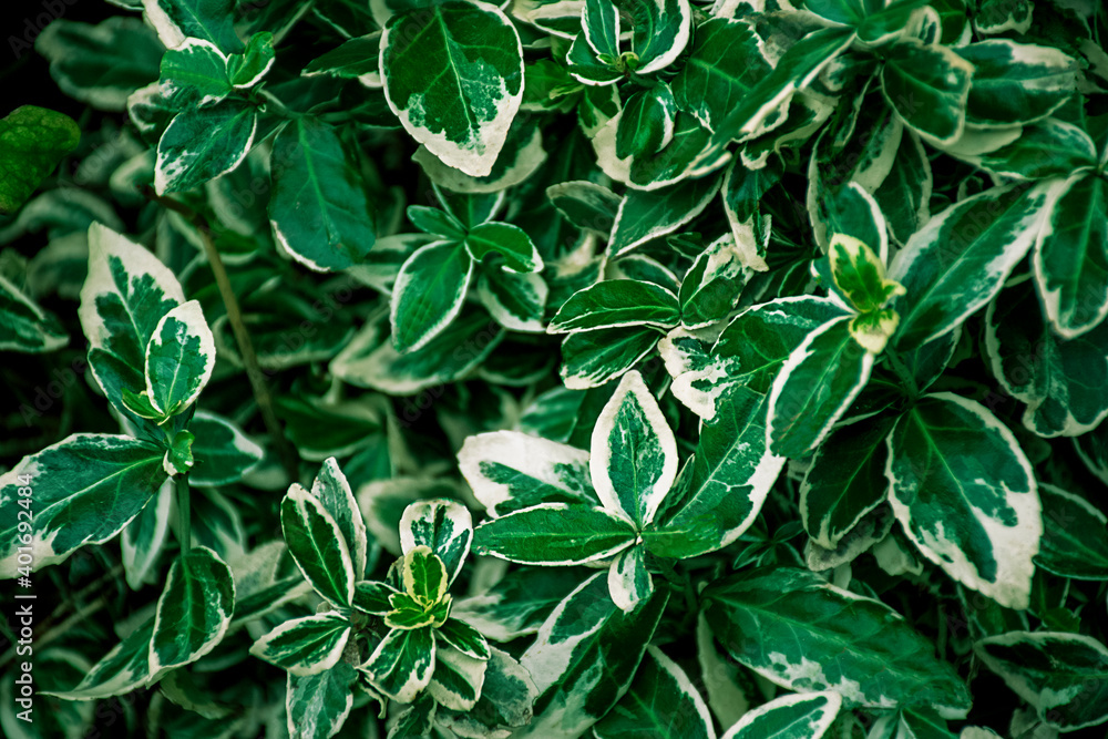 Green leaf texture. Close-up . House plant. Indoor plants. Wallpaper for spa or mental health and mind therapy. Green leaf texture. Close-up . House plant. Indoor plants. Wallpaper for spa or mental health and mind therapy.